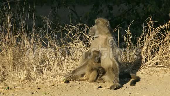 有宝宝的狒狒视频的预览图