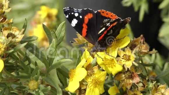 一只蝴蝶按颜色爬行视频的预览图