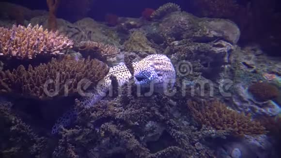 鳗鱼躲在珊瑚礁里视频的预览图