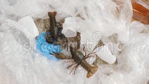 塑料垃圾中的两只小龙虾视频的预览图