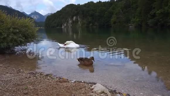 一只白天鹅漂浮在湖面上视频的预览图