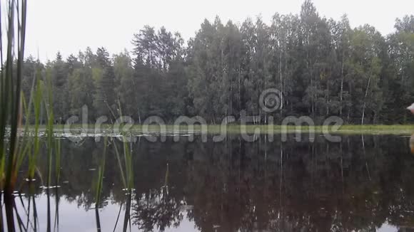 森林湖上的小雨视频的预览图