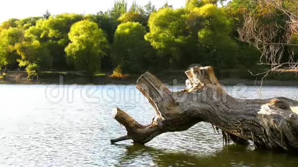 湖上的干树视频的预览图