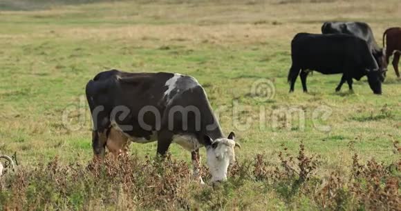 一群牛在草地上放牧视频的预览图