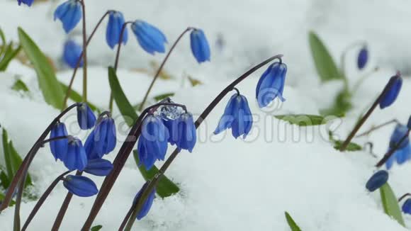 雪下的紫苏蓝花视频的预览图