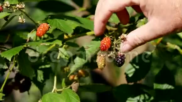 男子在花园中仔细检查黑莓水果视频的预览图