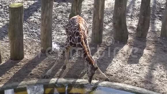 长颈鹿参观公园的一个浇水洞长颈鹿儿童滑稽地喝着哥本哈根水库里的水视频的预览图