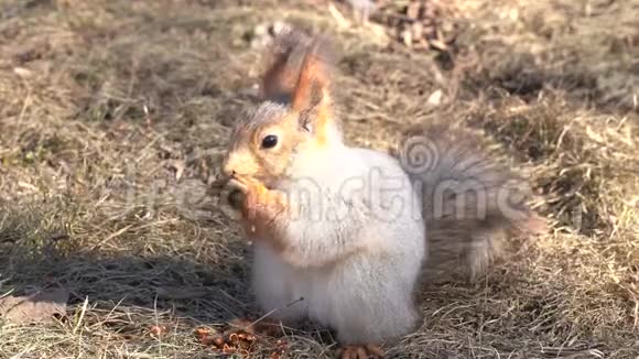 一只红色的毛茸茸的松鼠在阳光明媚的一天在初春的时候在地上啃松子动物正从冬眠中苏醒视频的预览图