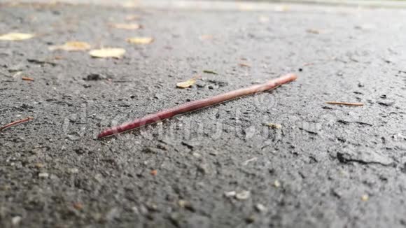 一条蚯蚓沿着柏油路爬行视频的预览图
