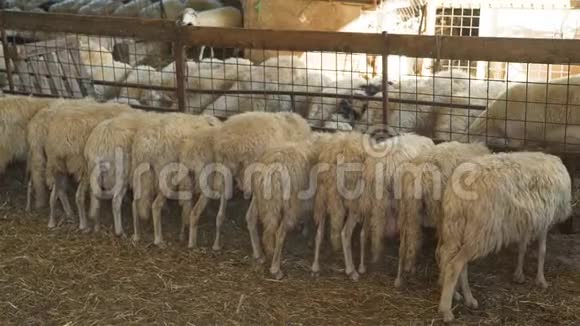 一群羊吃马槽里的干草视频的预览图