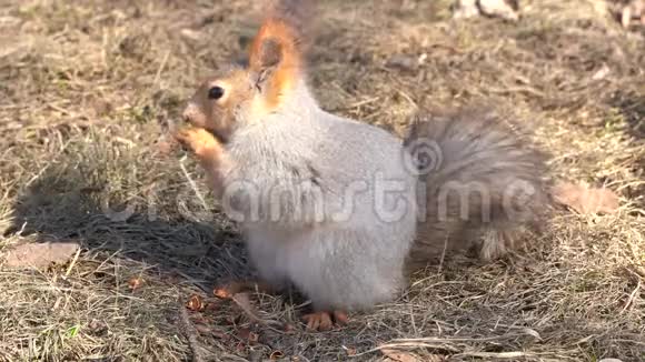 一只红色的毛茸茸的松鼠在阳光明媚的一天在初春的时候在地上啃松子动物正从冬眠中苏醒视频的预览图