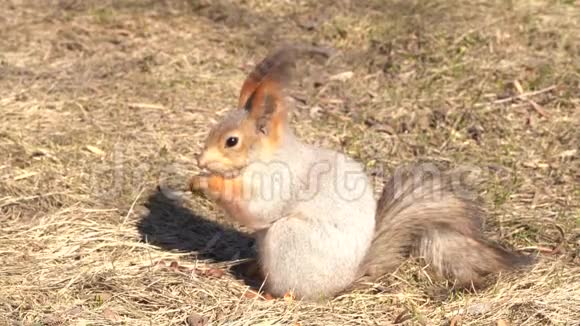 一只红毛松鼠在地上啃松子在初春的晴天动物正从冬眠中苏醒视频的预览图