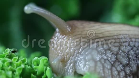 蜗牛咬一口绿叶宏视频的预览图