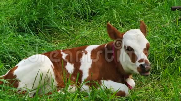 牛躺在绿草地上吃东西视频的预览图