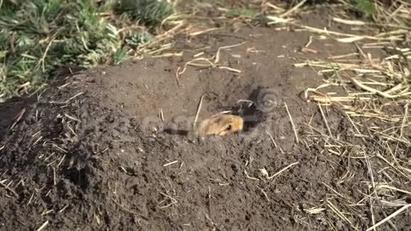 一种高山土拨鼠的特写镜头成年棕色高山土拨鼠接近马莫塔马莫塔阿尔卑斯山的土拨鼠和食物视频的预览图