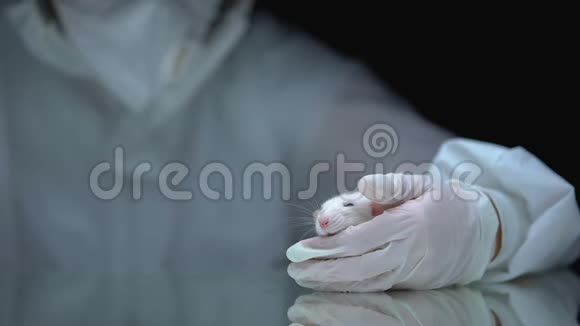 持有药丸和老鼠的研究员药理学实验健康治疗视频的预览图