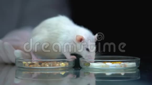 实验室工作人员用补充剂代替食物喂养老鼠开发维生素视频的预览图