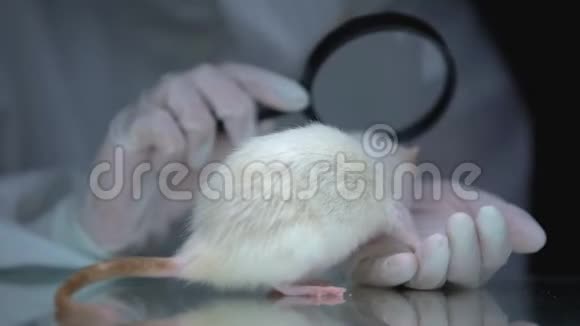 实验室研究员通过放大镜研究大鼠制药动物试验视频的预览图