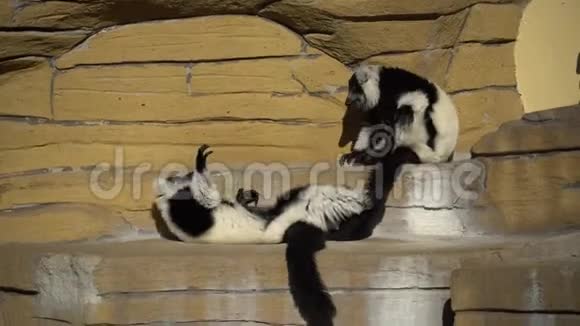 两只黑白变猴子在岩石上玩耍在晴朗的天气里LemursVari有乐趣积极放松黑白的视频的预览图