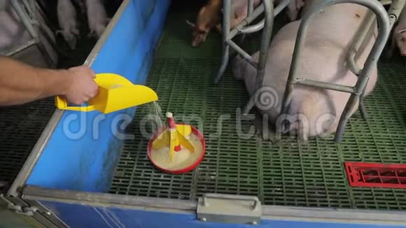 小猪接近吃塑料饲养器的食物从水槽里吃的猪视频的预览图