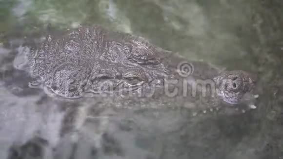 鳄鱼的头在清澈的水中特写鳄鱼的肖像凶恶的食肉大鳄鱼躺着视频的预览图