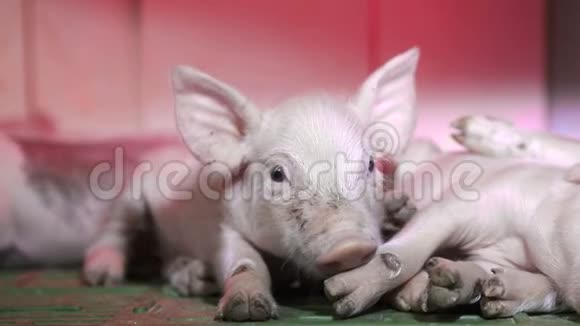 小猪们用另一只猪红外线灯的蹄子在鼻子上轻轻地抚摸着它们视频的预览图