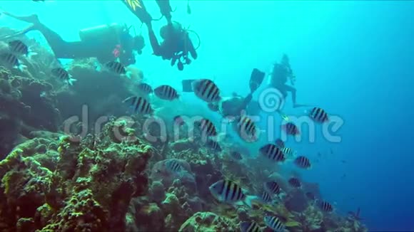 一名潜水员在礁石上重新集合潜水者探索珊瑚礁视频的预览图