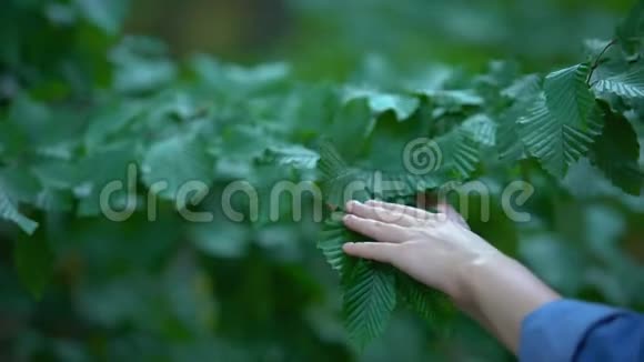 女性手触摸树叶自然护理安全环境生态视频的预览图
