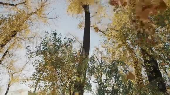 秋天的叶子从树上掉下来视频的预览图