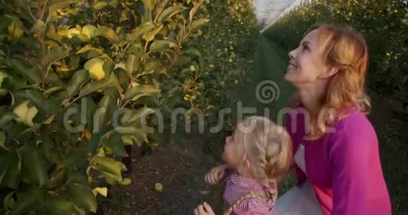 可爱的微笑家庭母女在苹果园摘苹果4k视频的预览图