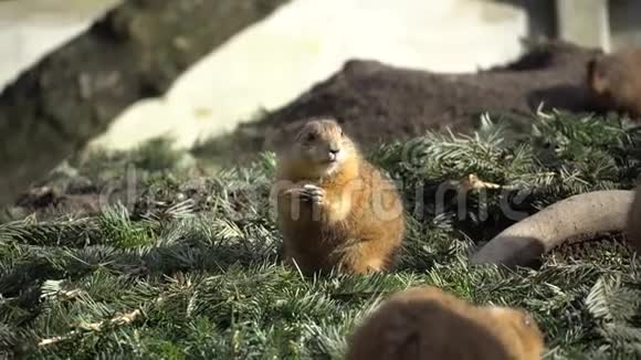 一种高山土拨鼠的特写镜头成年棕色高山土拨鼠接近马莫塔马莫塔阿尔卑斯山的土拨鼠和食物视频的预览图