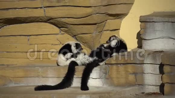 两只黑白变猴子在岩石上玩耍在晴朗的天气里LemursVari有乐趣积极放松黑白的视频的预览图