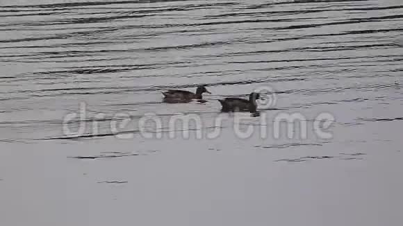 两只鸭子在游泳视频的预览图