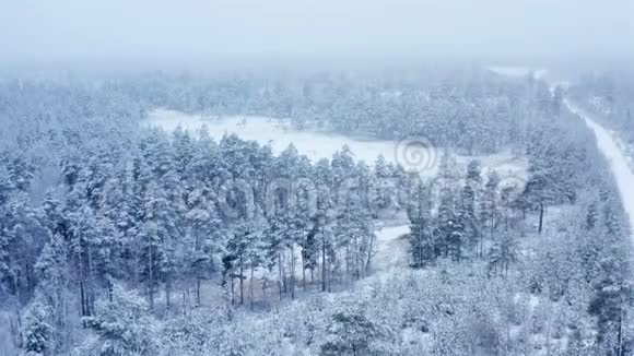 呼吸在雪杉松树上方的平静的雪中飞翔瑞典冬季视频的预览图