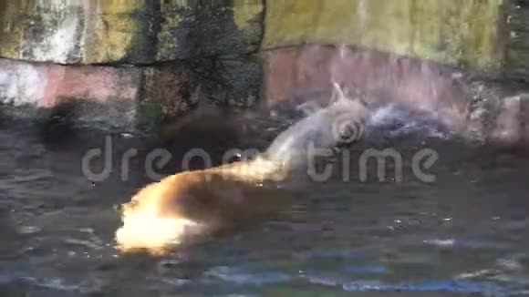小海豹在湖里游泳海豹在大自然中游泳海牛特写镜头海狮游泳望着水面视频的预览图