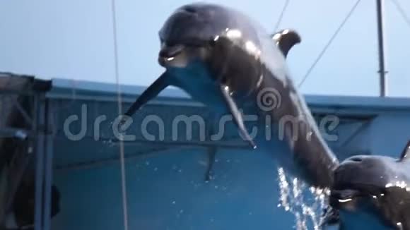池中两只海豚弹跳起来潜入水中慢动作视频的预览图