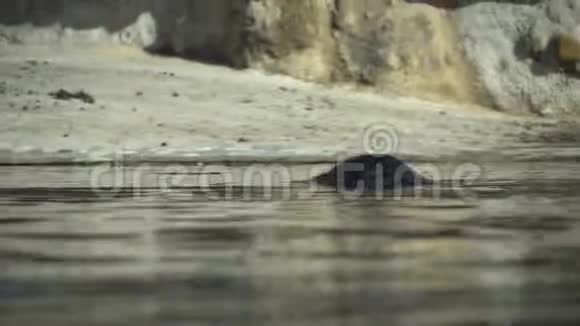 小海豹在湖里游泳海豹在大自然中游泳海牛特写镜头海狮游泳望着水面视频的预览图