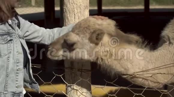 一个年轻的女人抚摸骆驼露天非洲动物园里的一头骆驼出于意志的动物视频的预览图