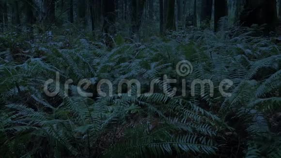 在微光中穿过森林中的蕨类植物视频的预览图