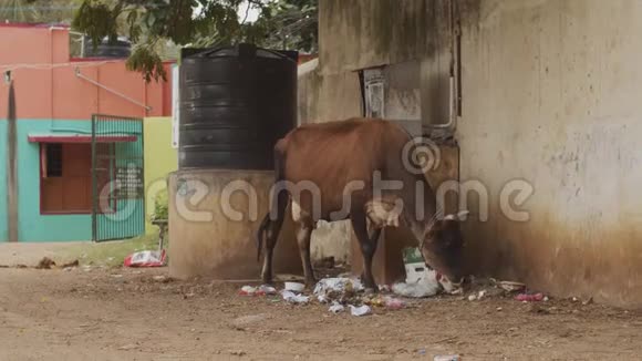 棕牛只在肮脏的印度街道上吃垃圾没有人在慢动作家畜行走放牧视频的预览图