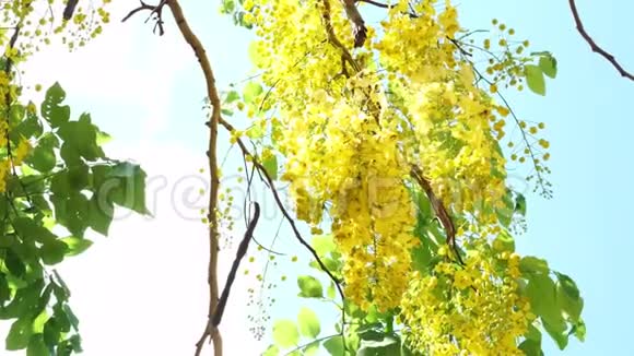 黄花金花淋浴树视频的预览图
