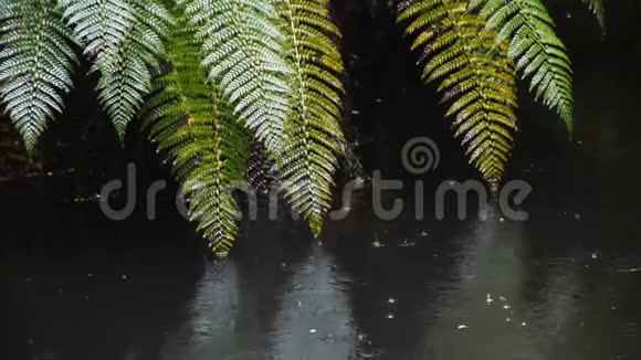 有雨滴和蕨类植物的河流视频的预览图