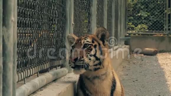 老虎在栅栏后面的老虎动物园里视频的预览图