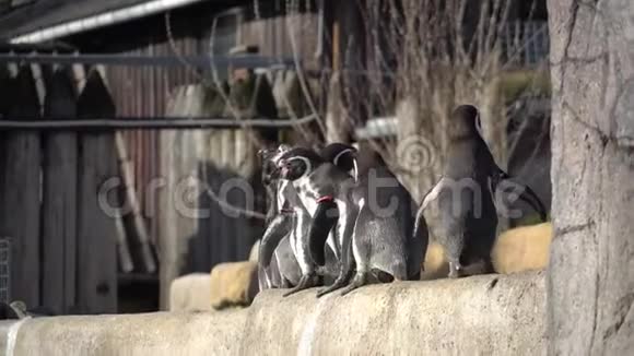 企鹅在池塘里游泳许多企鹅在湖里嬉戏视频的预览图