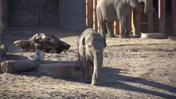 非洲大象宝宝和妈妈动物世界大象家庭的妈妈和宝宝在阳光明媚的天气里行走视频的预览图