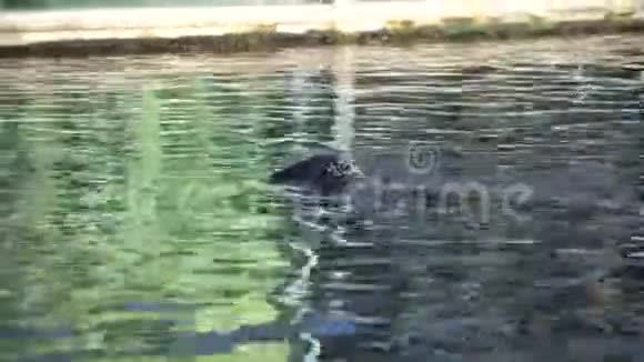 小海豹在湖里游泳海豹在大自然中游泳海牛特写镜头海狮游泳望着水面视频的预览图