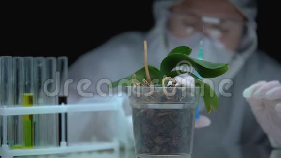 实验室工作人员在植物土壤中注射液体农业农药生产视频的预览图