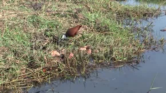 博茨瓦纳ChobeNP寻找食物的Jacana鸟视频的预览图