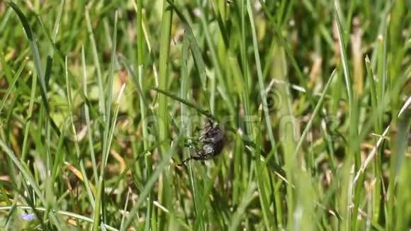 甲虫在草坪的绿草上奔跑视频的预览图