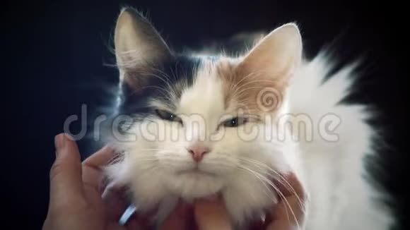 小猫被主人的手抚视频的预览图